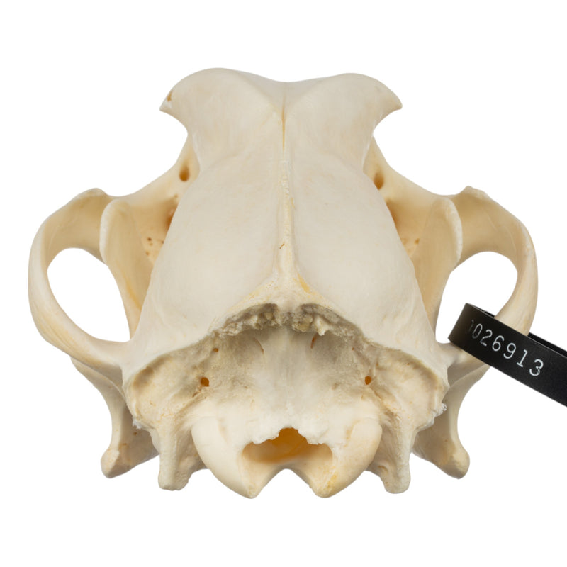 Real Domestic Dog Skull - Golden Retriever