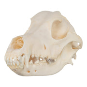 Real Domestic Dog Skull - Wirehaired Pointing Griffon
