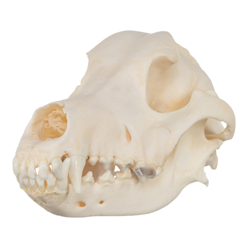 Real Domestic Dog Skull - Wirehaired Pointing Griffon