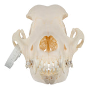 Real Domestic Dog Skull - Wirehaired Pointing Griffon