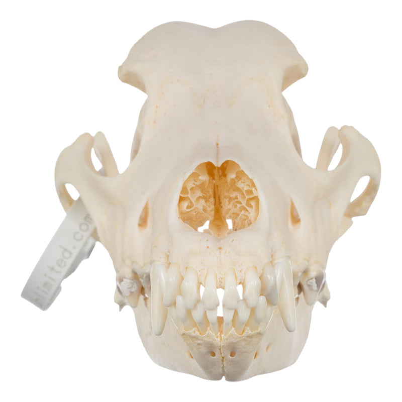 Real Domestic Dog Skull - Wirehaired Pointing Griffon