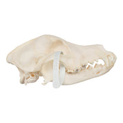 Real Domestic Dog Skull - Wirehaired Pointing Griffon