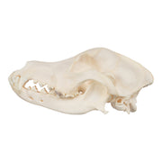 Real Domestic Dog Skull - Wirehaired Pointing Griffon