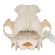 Real Domestic Dog Skull - Wirehaired Pointing Griffon