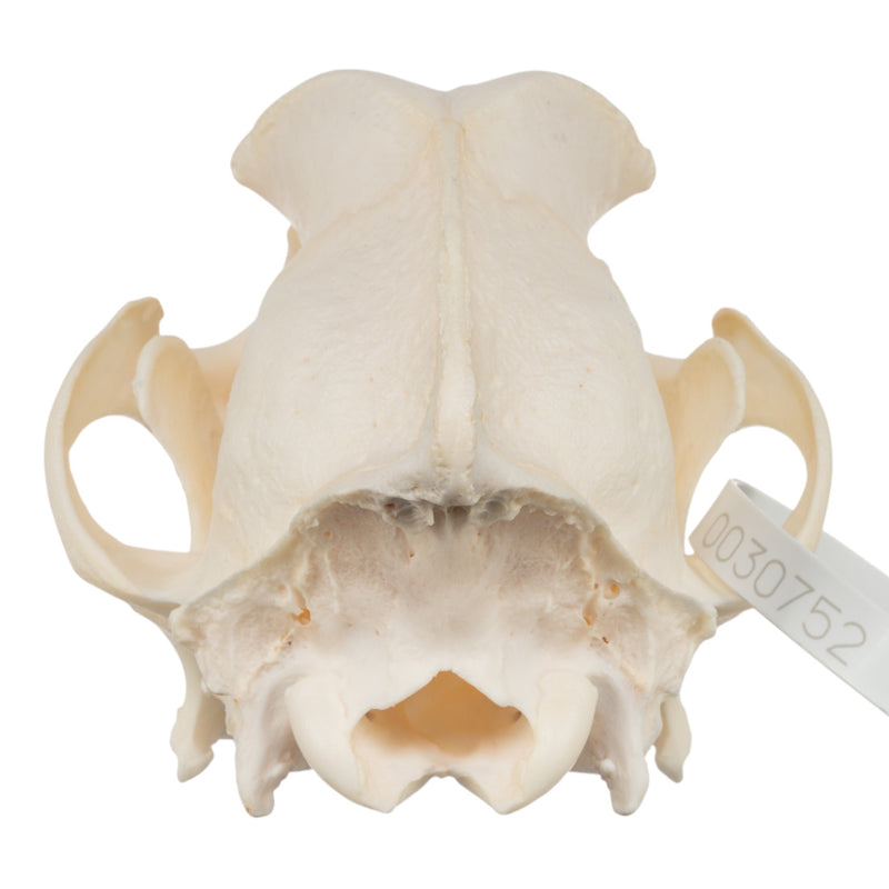 Real Domestic Dog Skull - Wirehaired Pointing Griffon