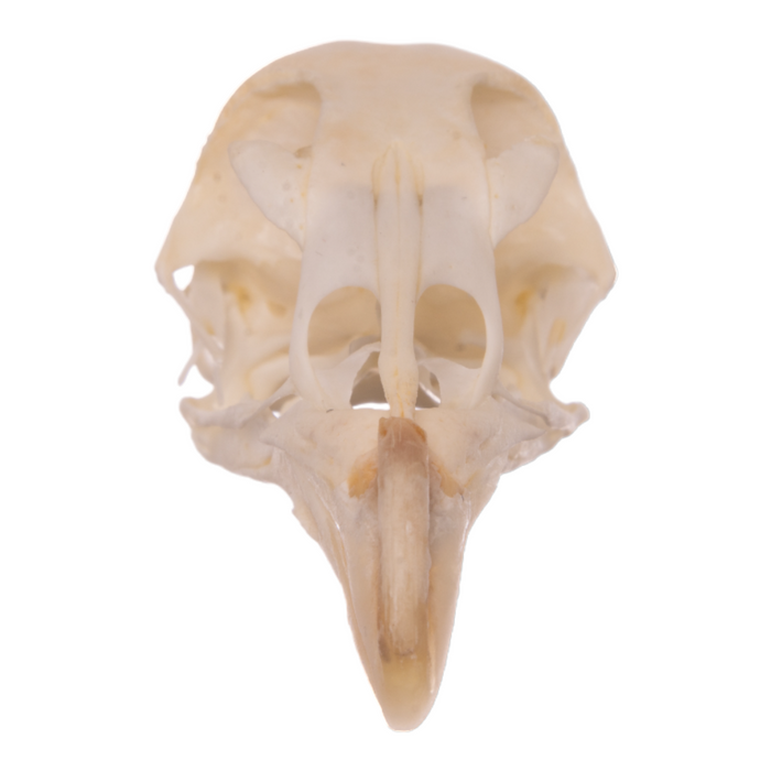 Real Chicken Skull - Pathology