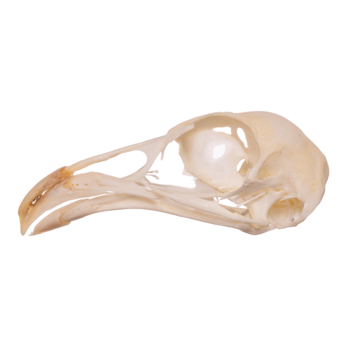 Real Chicken Skull - Pathology