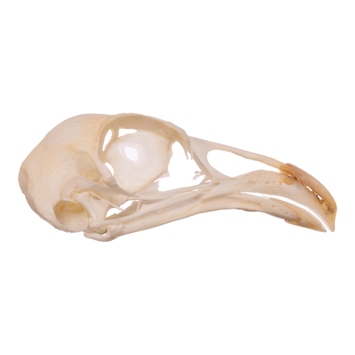 Real Chicken Skull - Pathology