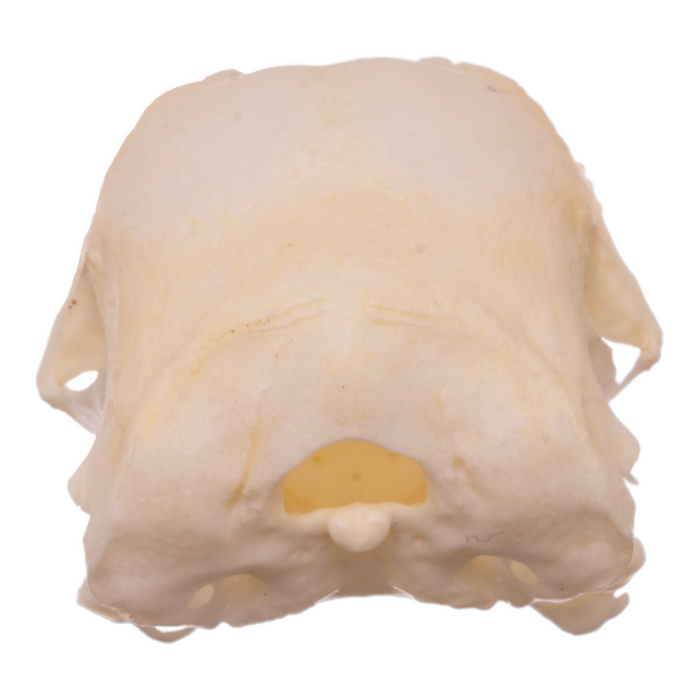 Real Chicken Skull - Pathology