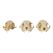 Real Bag-O-Domestic Cat Skulls