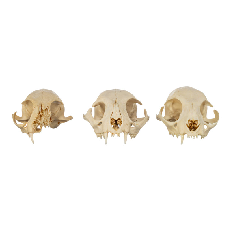Real Bag-O-Domestic Cat Skulls
