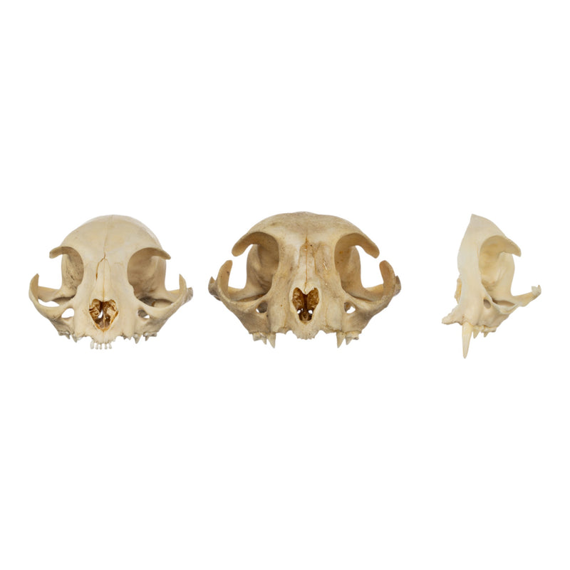 Real Bag-O-Domestic Cat Skulls