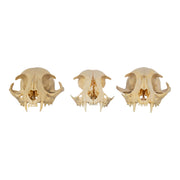 Real Bag-O-Domestic Cat Skulls