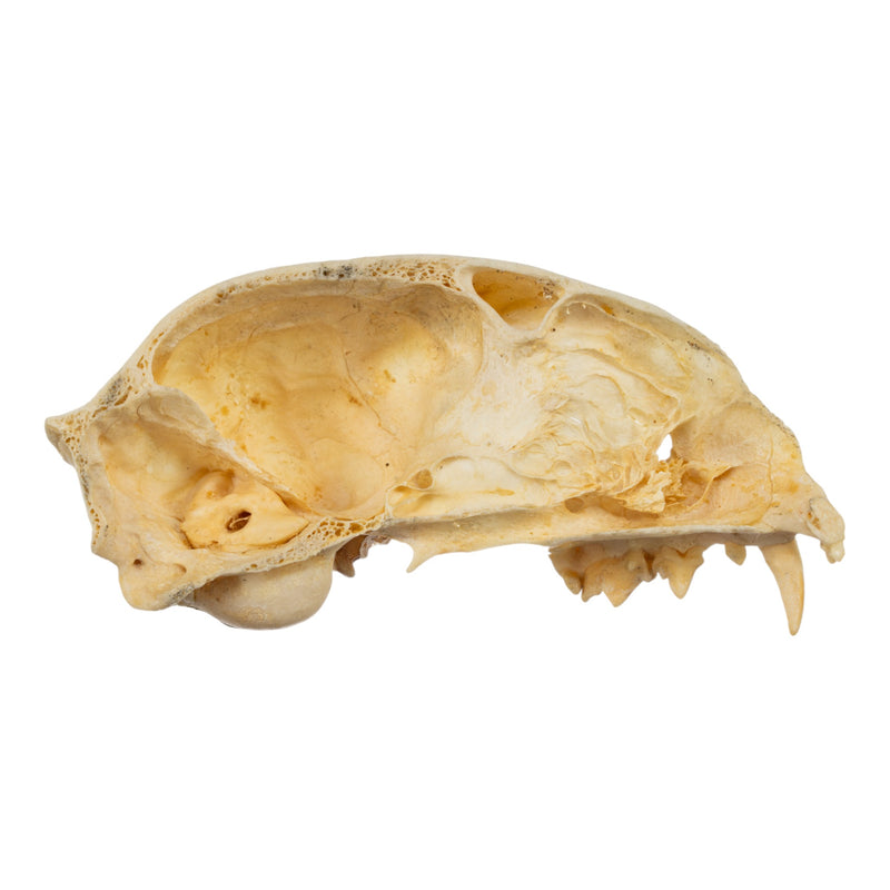 Real Bag-O-Domestic Cat Skulls