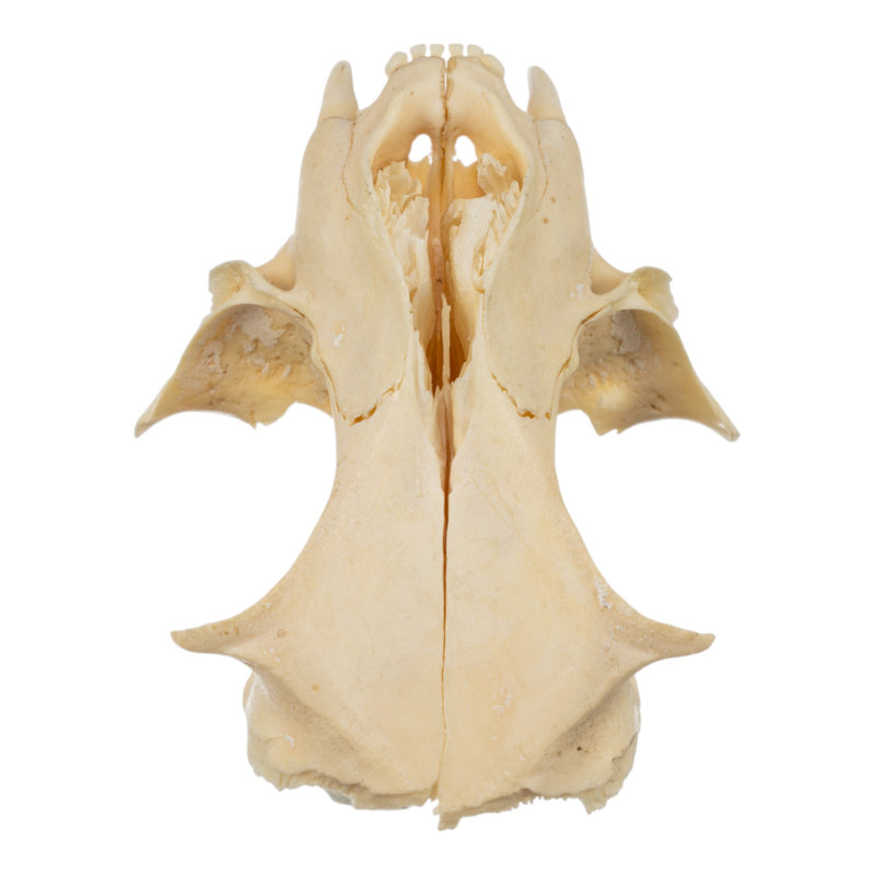 Real Bag-O-Domestic Cat Skulls