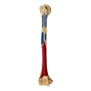 Real Human Humerus - Painted