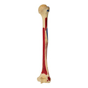 Real Human Humerus - Painted