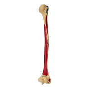 Real Human Humerus - Painted