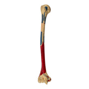 Real Human Humerus - Painted