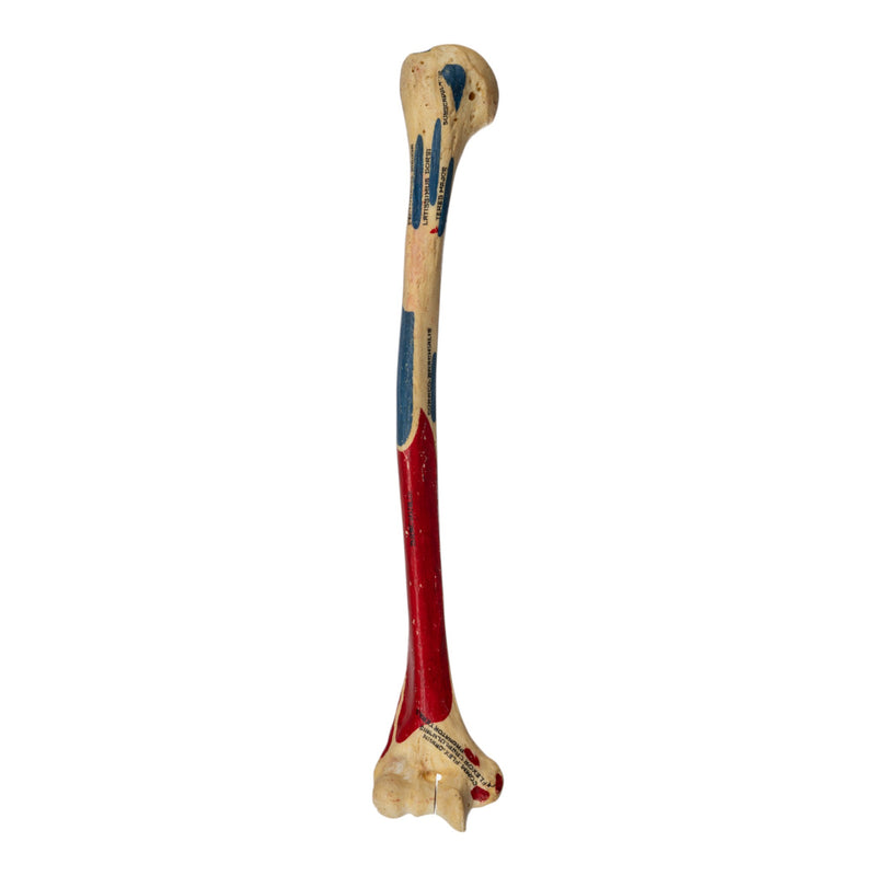 Real Human Humerus - Painted