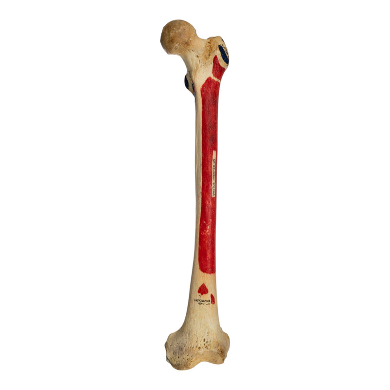 Real Human Femur - Painted