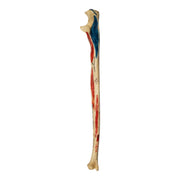 Real Human Ulna - Painted