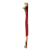 Real Human Ulna - Painted