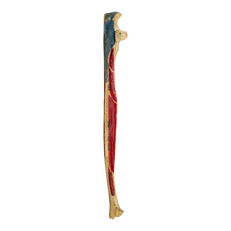 Real Human Ulna - Painted
