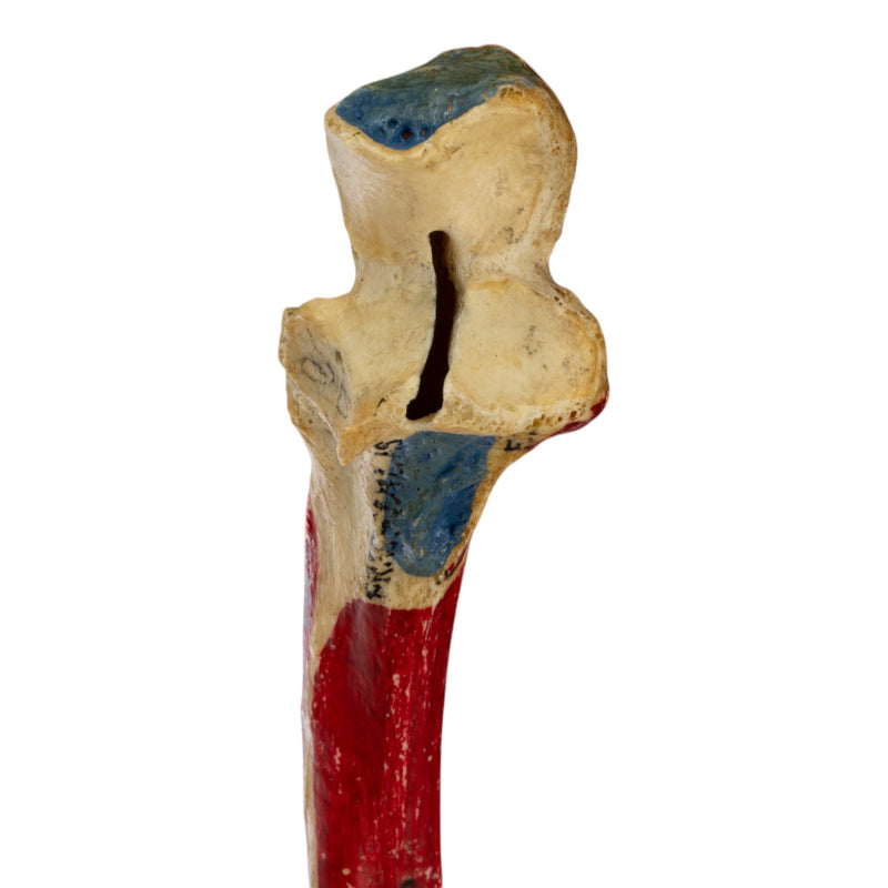Real Human Ulna - Painted