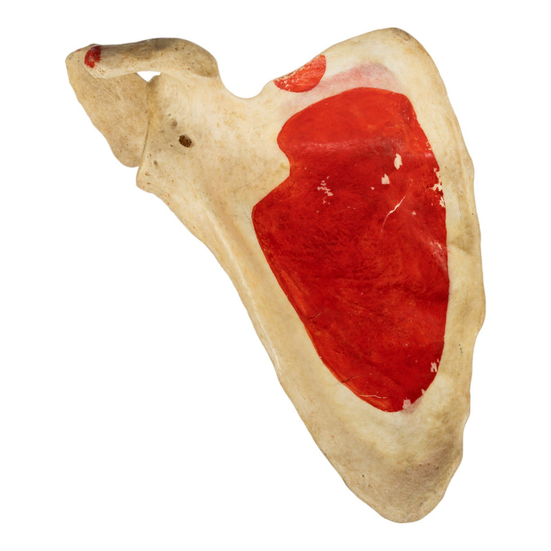 Real Human Scapula - Painted
