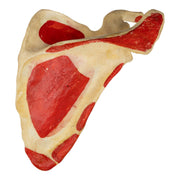 Real Human Scapula - Painted