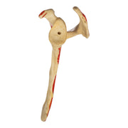 Real Human Scapula - Painted