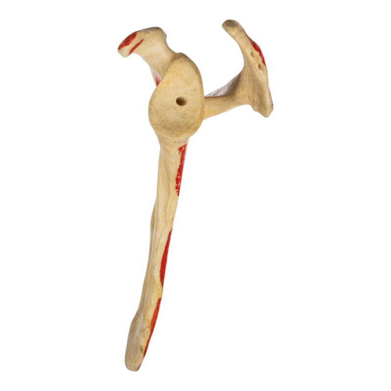 Real Human Scapula - Painted