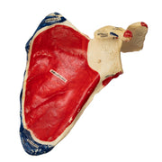 Real Human Scapula - Painted