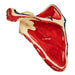 Real Human Scapula - Painted