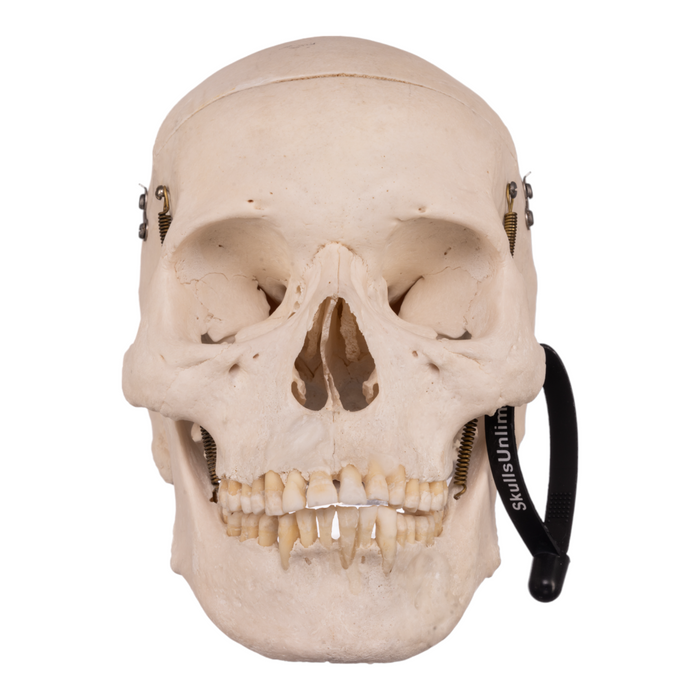 Real Human Skull