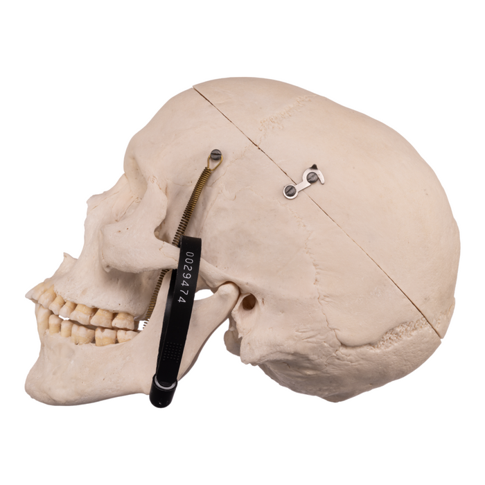 Real Human Skull