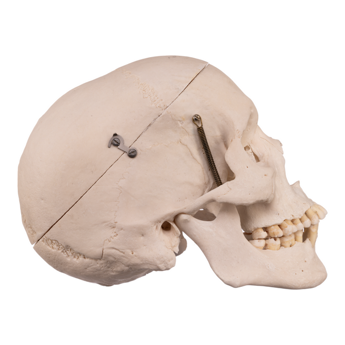 Real Human Skull
