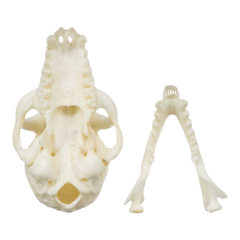 Replica Ring-tailed Lemur Skull