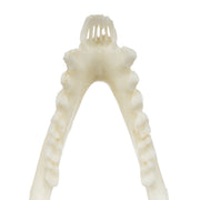 Replica Ring-tailed Lemur Skull