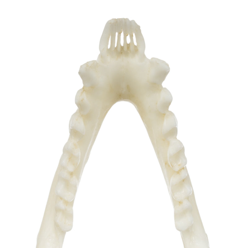 Replica Ring-tailed Lemur Skull