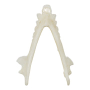 Replica Ring-tailed Lemur Skull