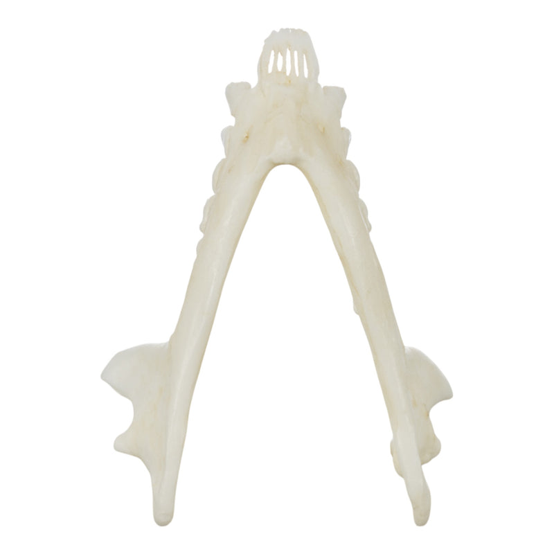 Replica Ring-tailed Lemur Skull