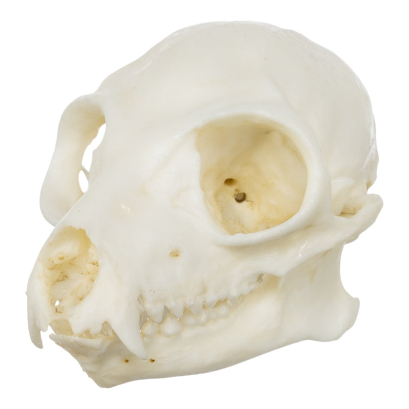 Replica Ring-tailed Lemur Skull
