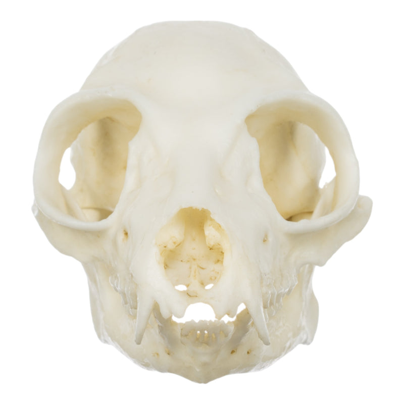 Replica Ring-tailed Lemur Skull