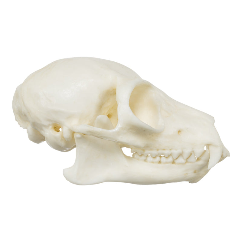 Replica Ring-tailed Lemur Skull