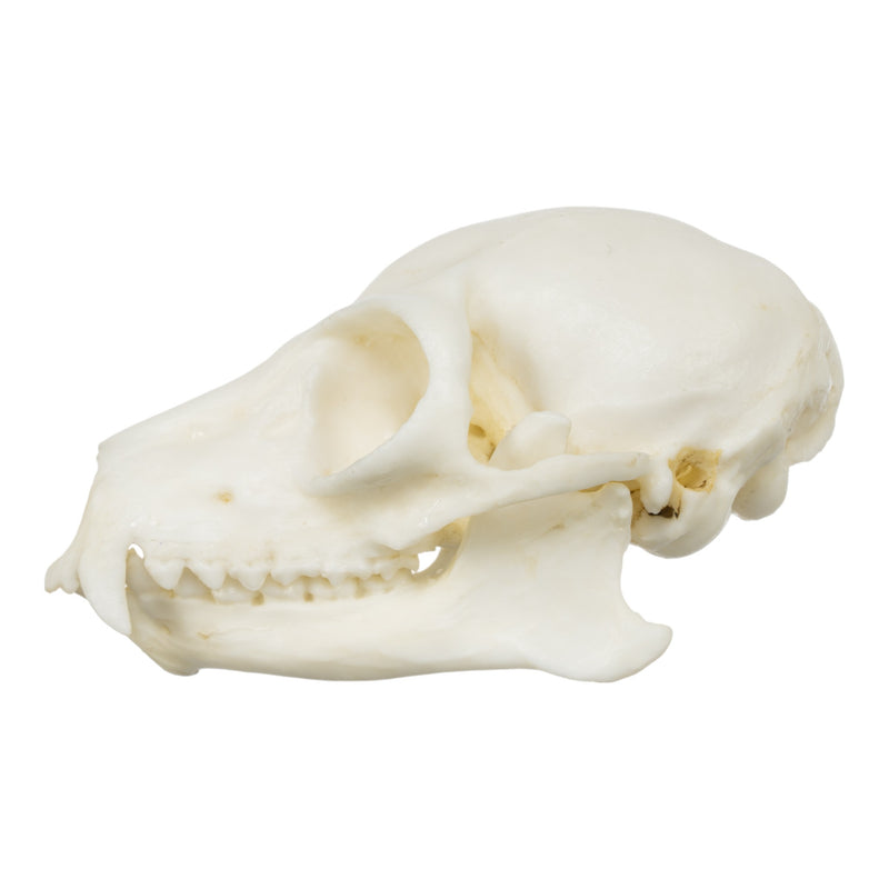 Replica Ring-tailed Lemur Skull