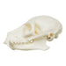 Replica Ring-tailed Lemur Skull