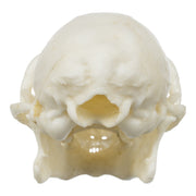 Replica Ring-tailed Lemur Skull