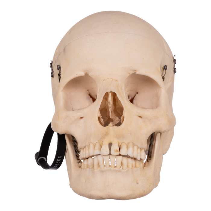 Real Human Skull